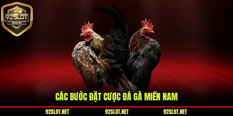 Các bước đặt cược đá gà miền Nam