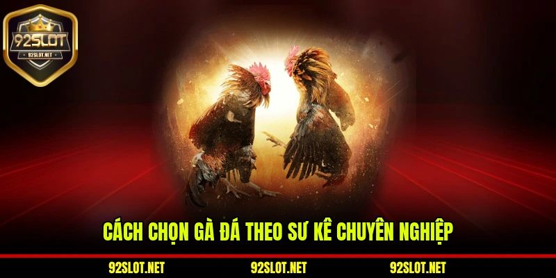 Cách chọn gà đá theo sư kê chuyên nghiệp
