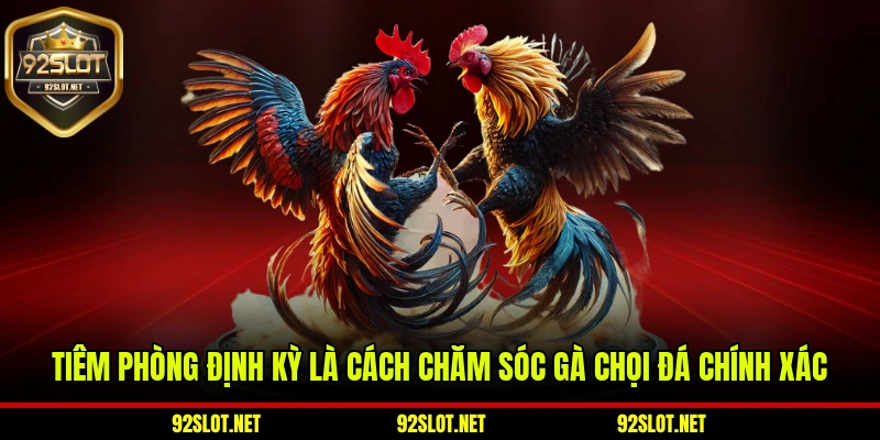 Tiêm phòng định kỳ là cách chăm sóc gà chọi đá chính xác