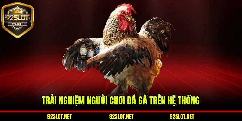 Trải nghiệm người chơi đá gà trên hệ thống